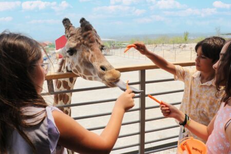 Hospédate en el primer hotel con jirafas en México