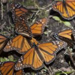 santuario mariposa monarca tlalpujahua