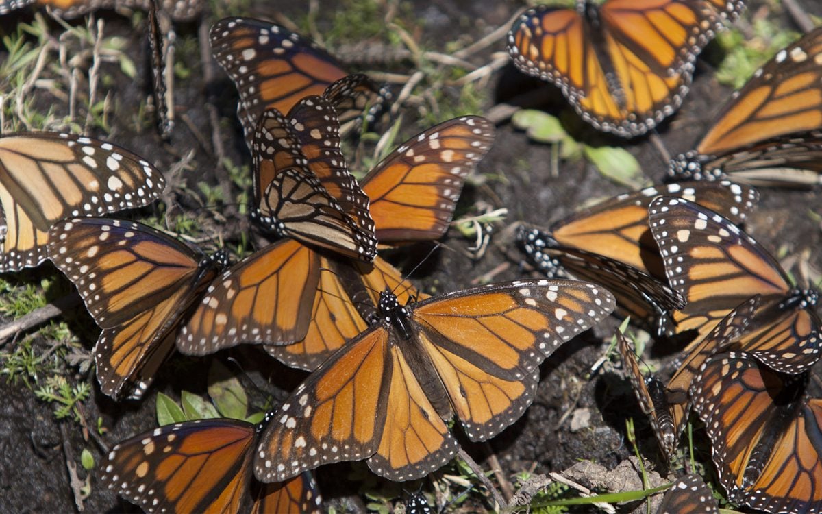 santuario mariposa monarca tlalpujahua