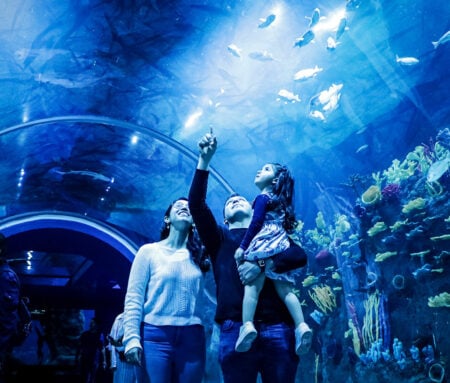 Visita el acuario más grande de América Latina, en la CDMX
