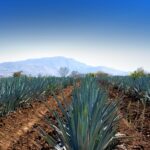Viaje al Pueblo Mágico de Tequila