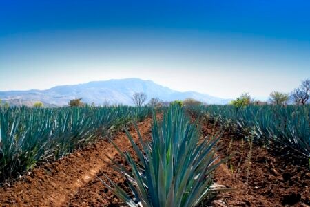 Viaje de verano al Pueblo Mágico de Tequila, la tierra del agave azul