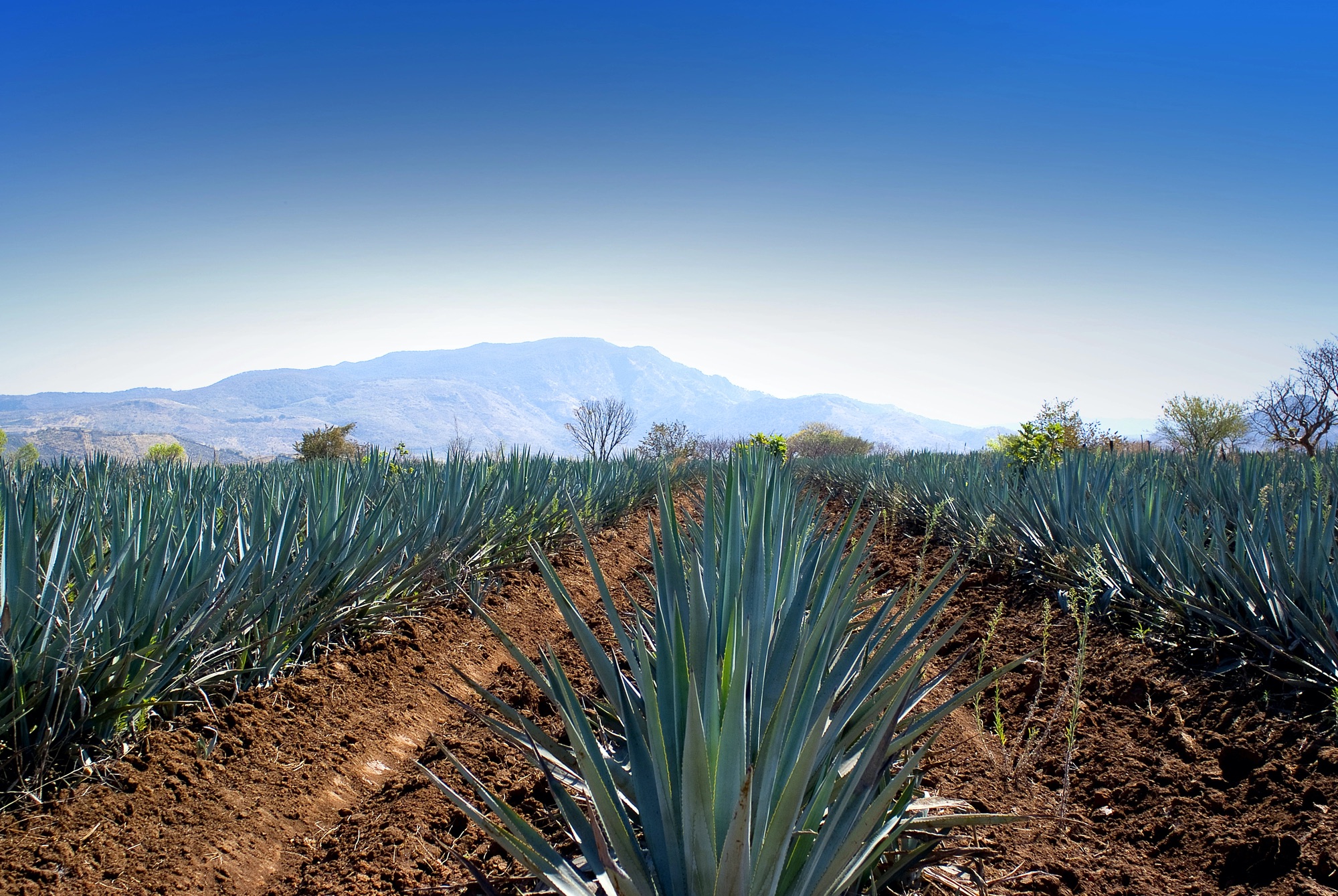 Viaje al Pueblo Mágico de Tequila