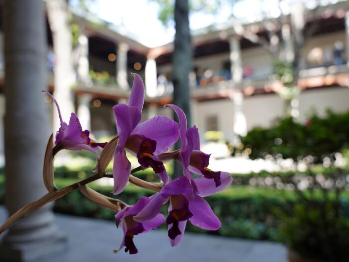 orquideas en el franz mayer 