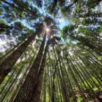 Bosques en México, El Cedral