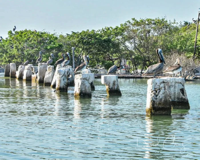 Isla Aguada