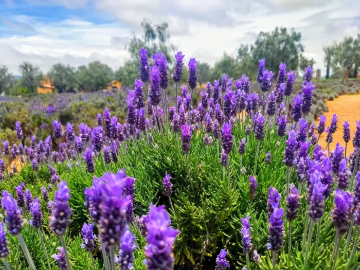 campos de flores cerca de CDMX