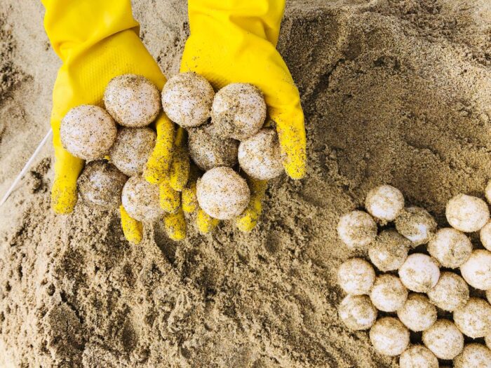 Huevos de tortuga marina recolectados en un campamento tortuguero en México para su protección y reubicación.