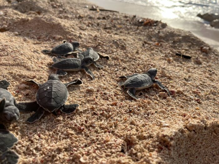 Crías de tortuga marina avanzando hacia el mar durante una liberación en un campamento tortuguero del Pacífico mexicano.