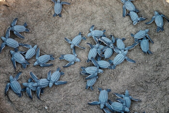 Grupo de tortugas laúd en su camino al mar durante una liberación guiada en el Caribe.