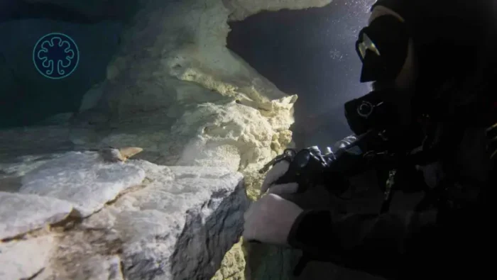 Dientes de megalodón en Quintana Roo