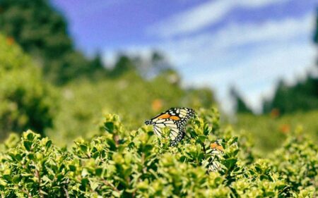 Santuarios de Mariposa Monarca: un espectáculo natural en Michoacán