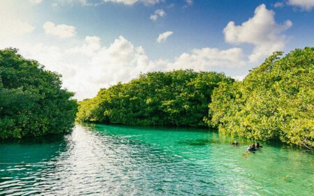 Cenote Manatí en Tulum, un oasis en medio de la selva