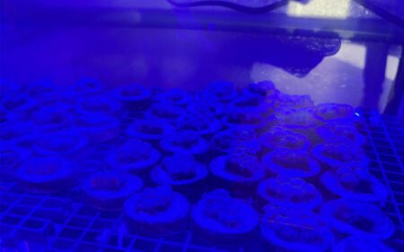 Iberostar Hotels & Resorts y la conservación marina en Quintana Roo: descubre Coral Lab